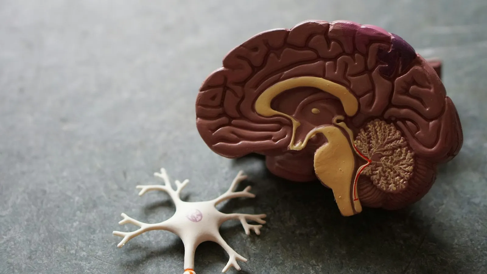 Modelo de cerebro junto a una figura de neurona