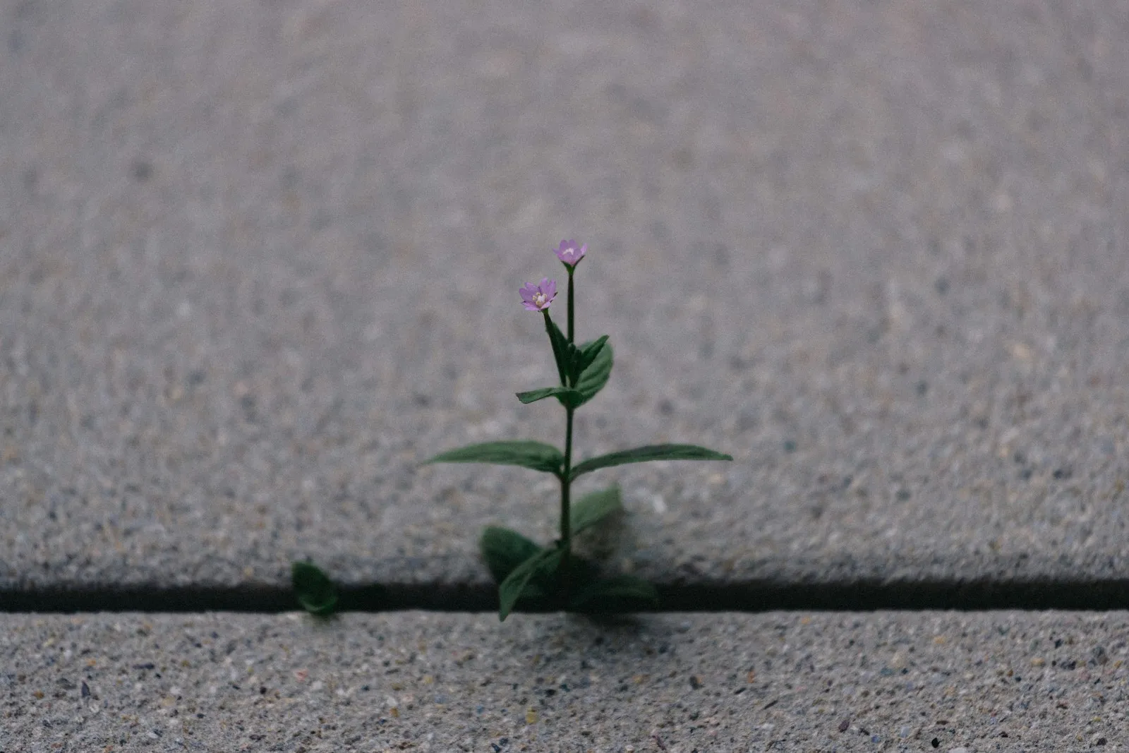 Flor que brota de una grieta